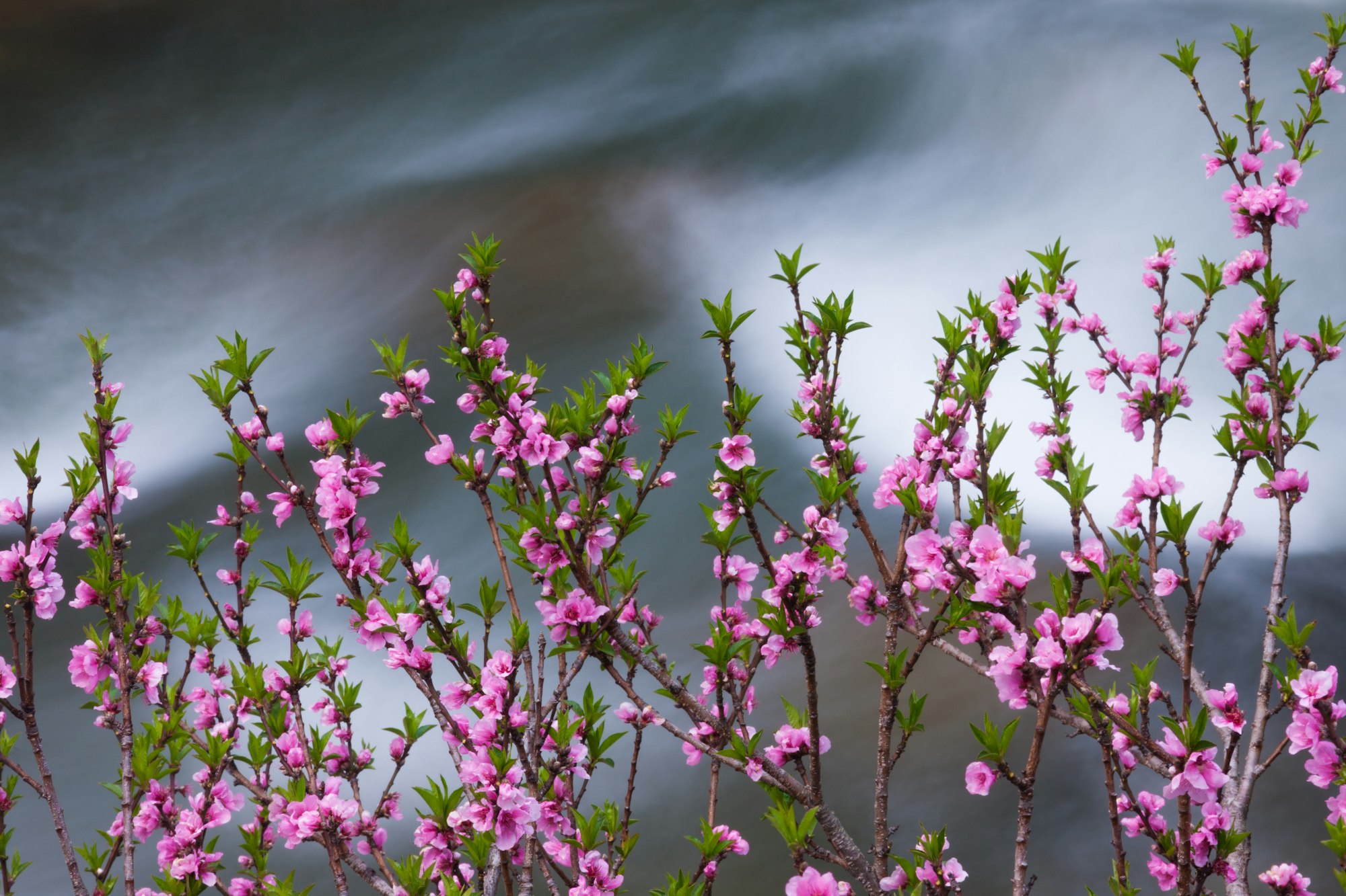 Springtime pink blossoms on a shrub in Bhutan